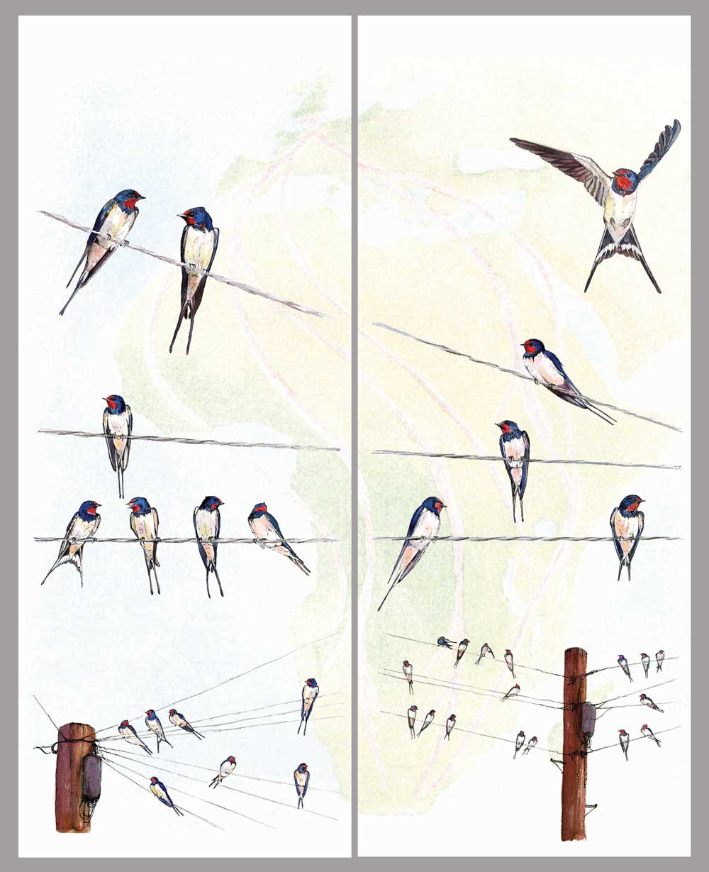 Swallow banners