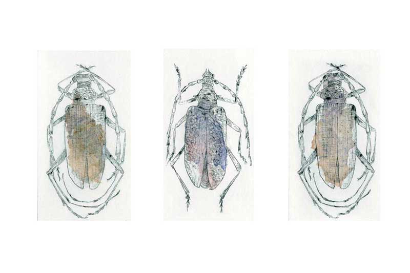 beetles triptych