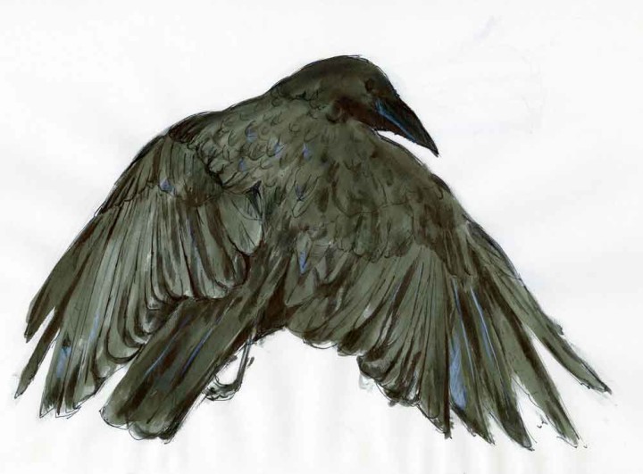 Crow - Ann Robertson Artist & Illustrator