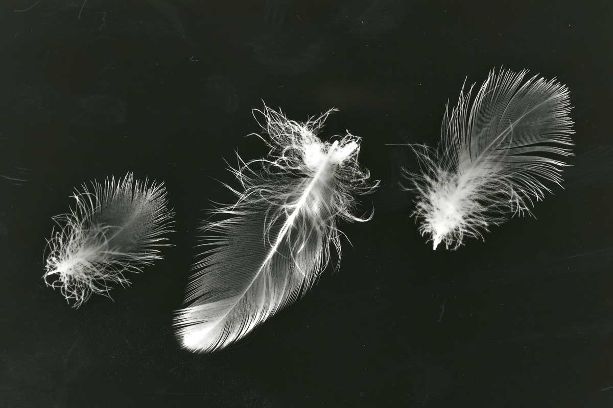 photogram feather
