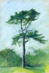 scots pine drawing in soft pastel