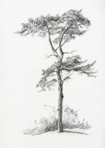 scots pine drawing in pencil