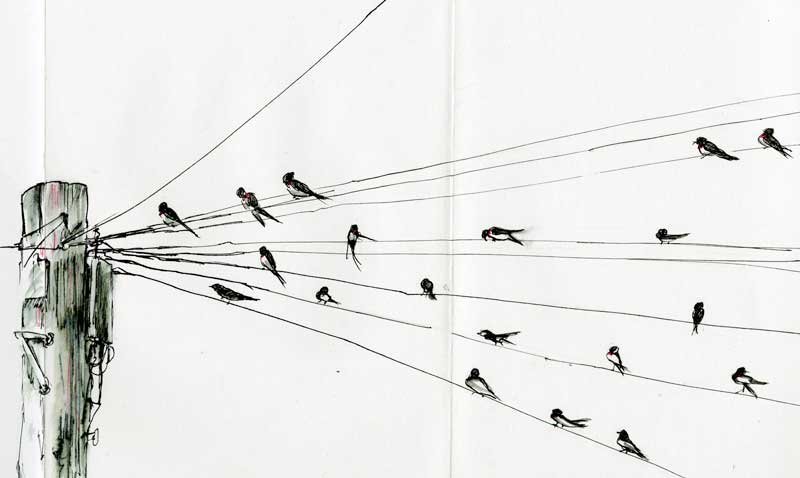 Swallows - Ann Robertson Artist & Illustrator