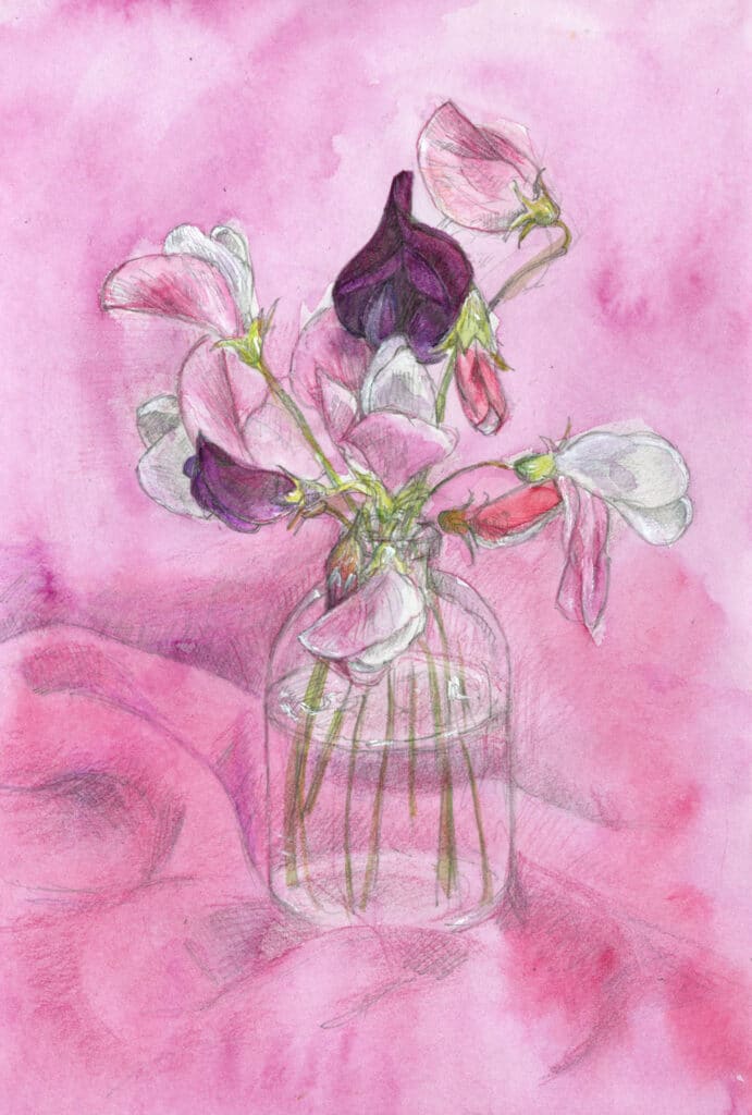 Sweet peas in watercolour Derwent crayon and pencil