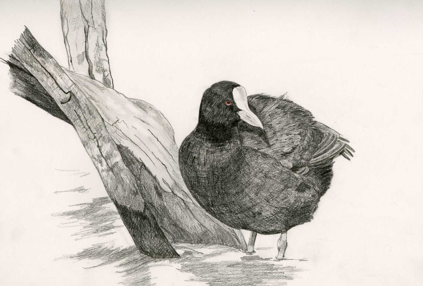 Pencil drawing coot
