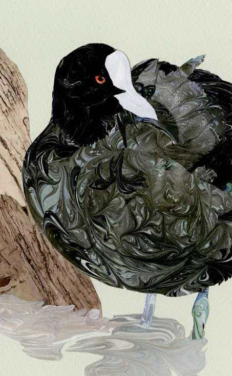 coot marbled paper
