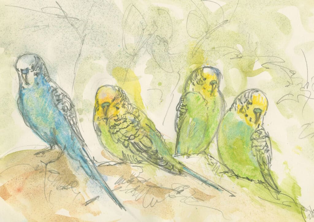 Budgies neocolour and pencil