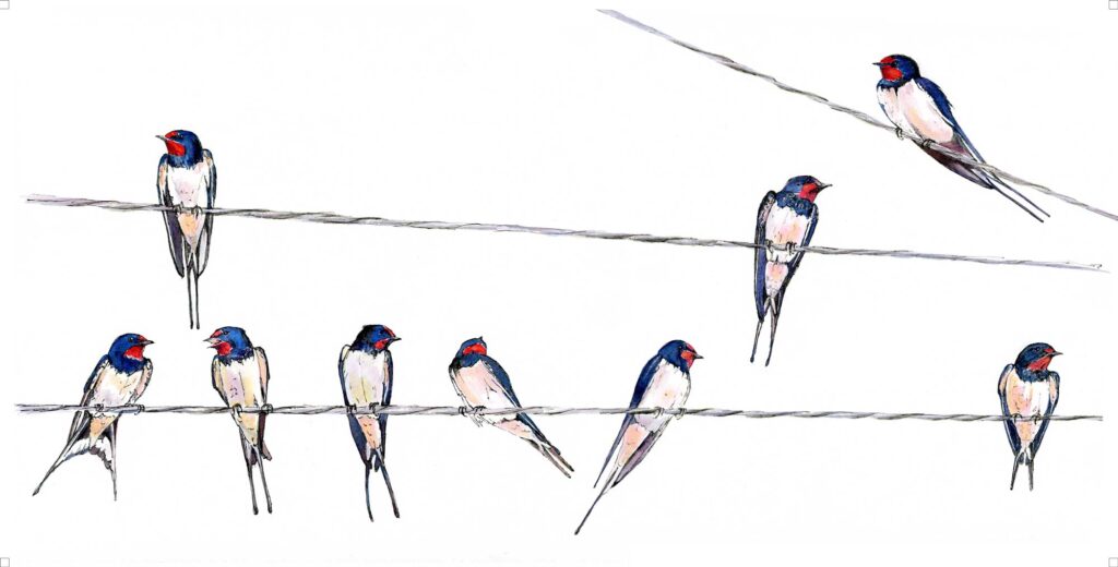 swallows 01625Gallery