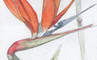 Drawing Out