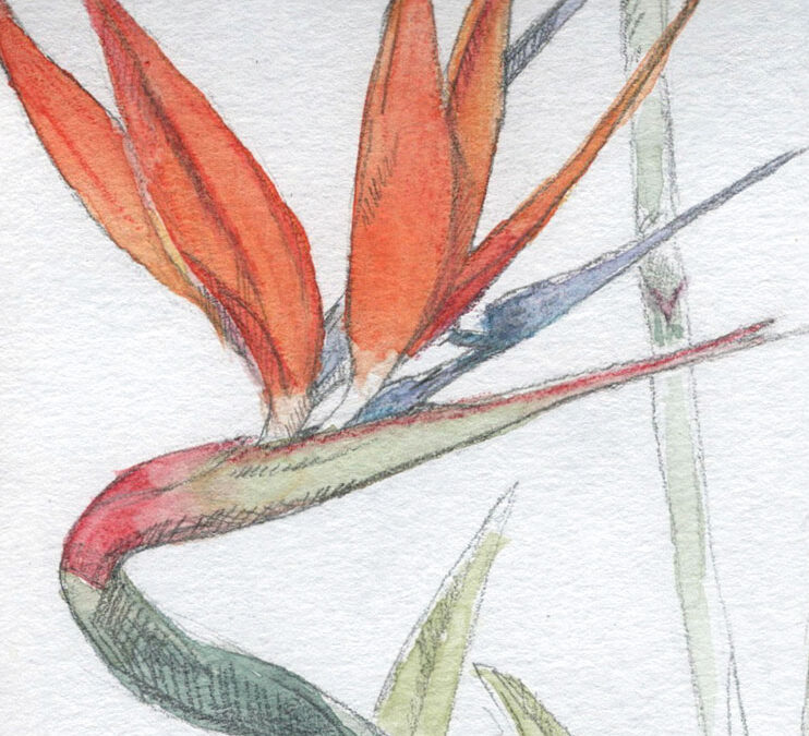 Drawing Out