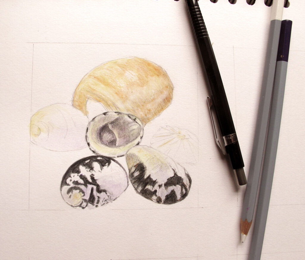 Shells, watercolour pencils and graphite