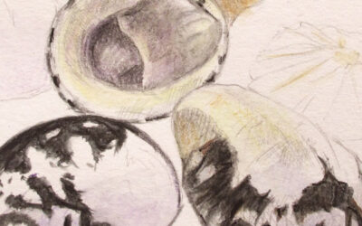 Shells, New Project