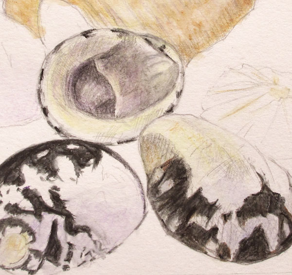 Shells, watercolour pencils and graphite