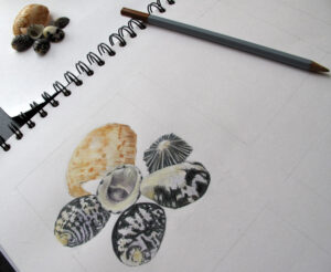 Shells, watercolour pencils and graphite