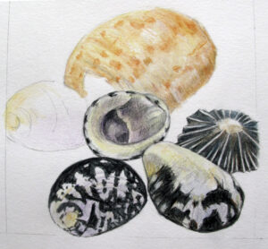 Shells, watercolour pencils and graphite
