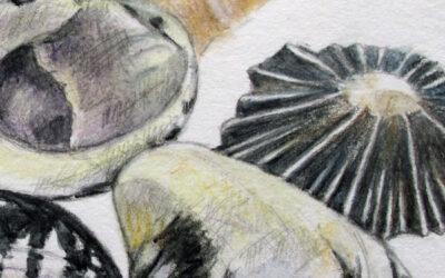 Shells…progress