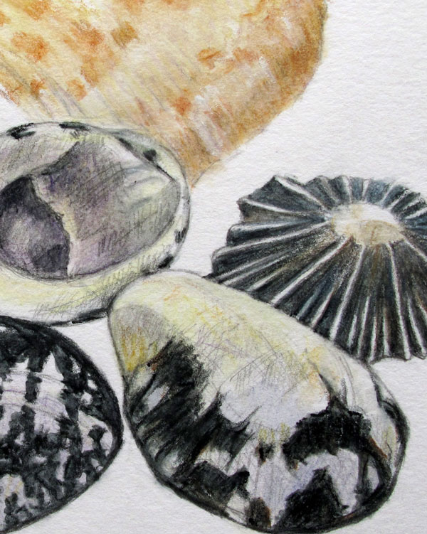 Shells, watercolour pencils and graphite