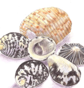 Shells, watercolour pencils and graphite