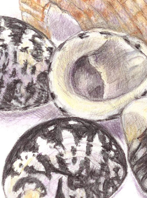 Shells… done!