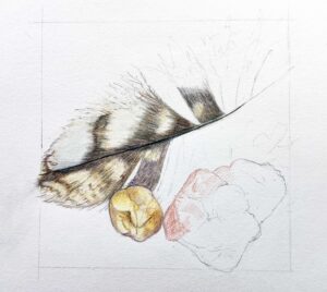 Feather and stones watercolour pencil and graphite