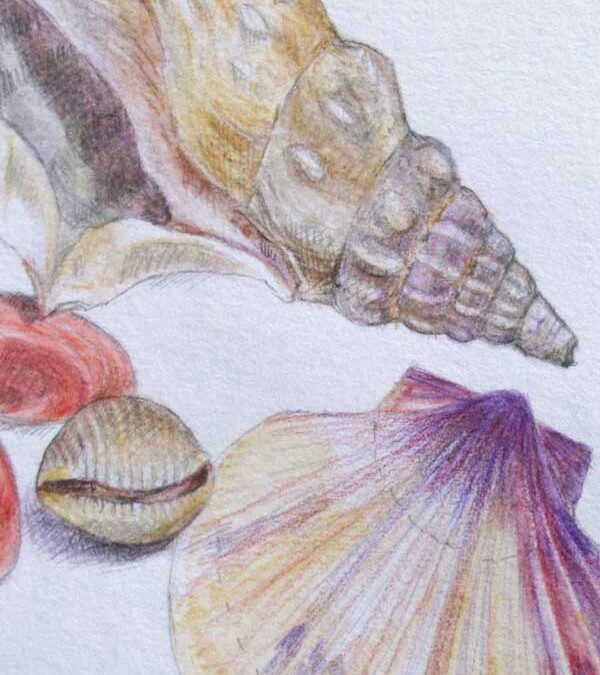 Shells  again