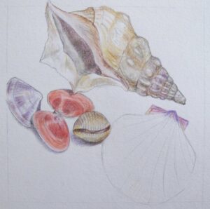 Shells