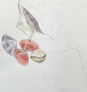 Shells